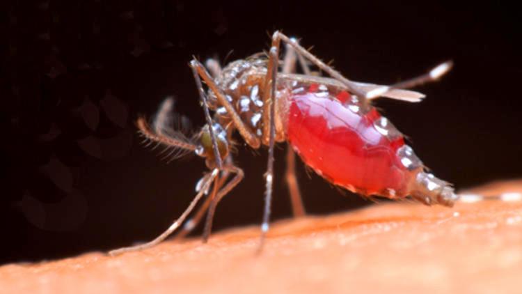 Batı Nil virüsü Romanya’da 42 can aldı