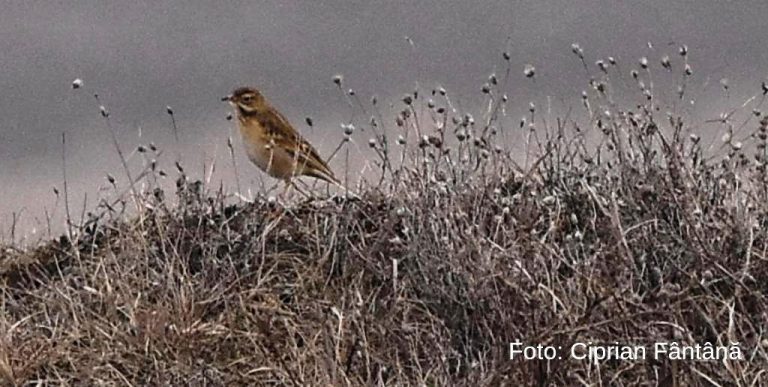 Sibirya kuşu ilk kez fotograflandı