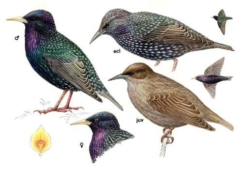 Aç kuşlar soğuğa yenildi