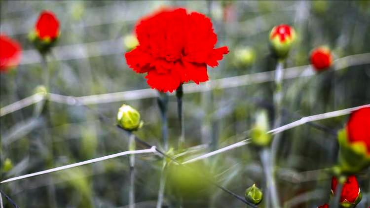 14 Şubat çiçeğinin rengi kırmızı