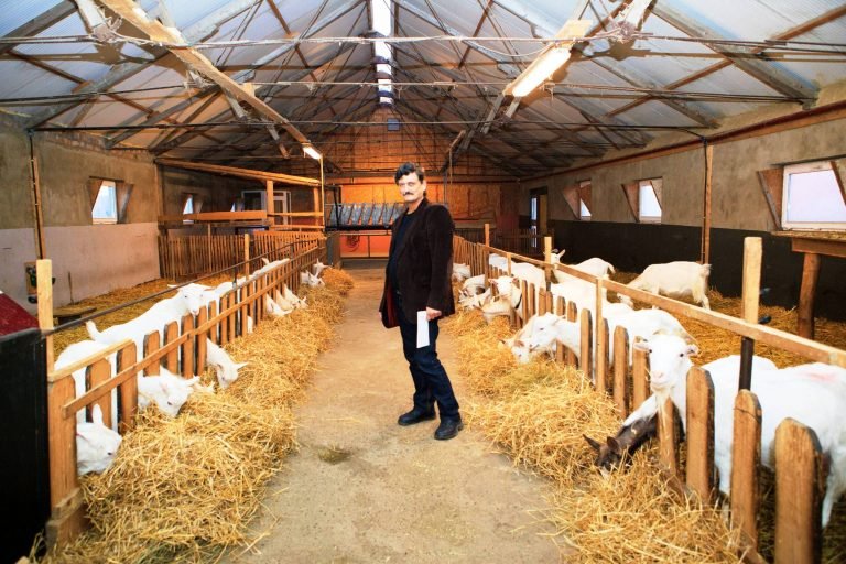 AB ile Romanya arasında ‘Kurbanlık Koyun’ krizi