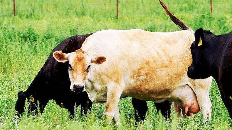 Süt ineği çok, süt tüketimi yok!