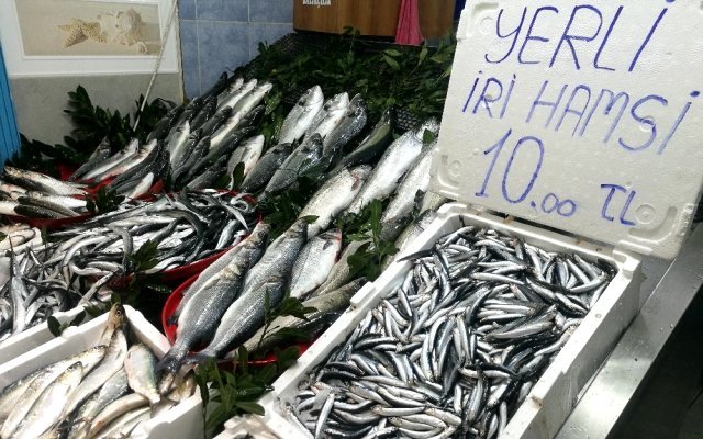 Hamsi Türkiye’ye küstü!