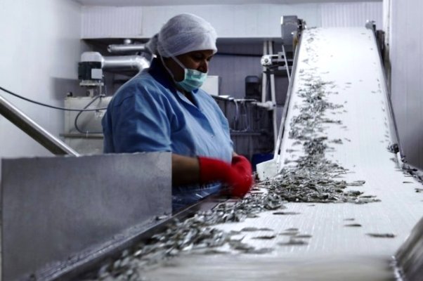 Hamsi’nin Türkiye’ye küslüğü devam ediyor