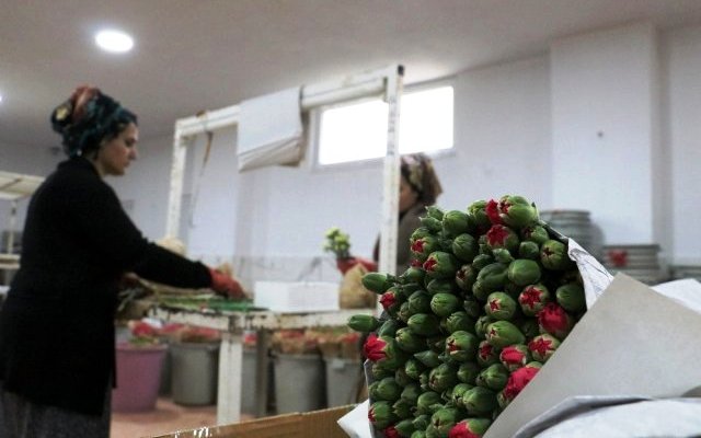 Kesme çiçek üreticilerine Sevgililer Günü dopingi