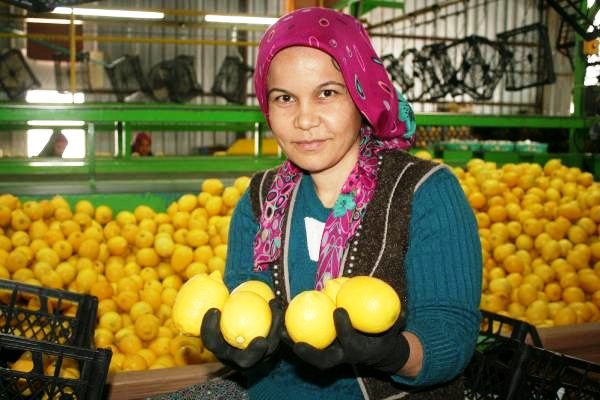 İlaç niyetine tüketilen limon üreticileri mutlu