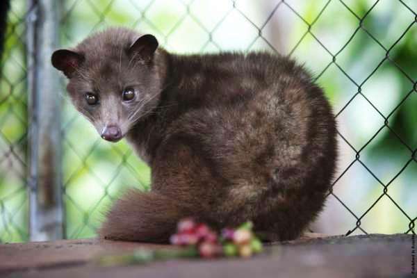 Alman uzman: Virüslerin yüzde 70’i hayvanlardan geçti