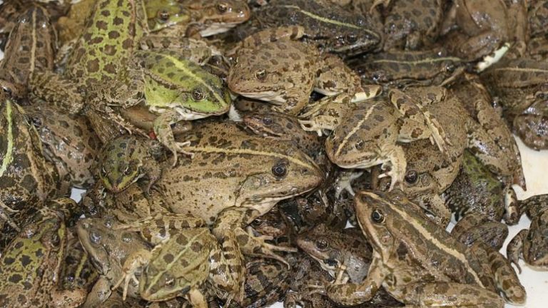 4 milyon dolarlık kurbağa ihraç ediyoruz ama!