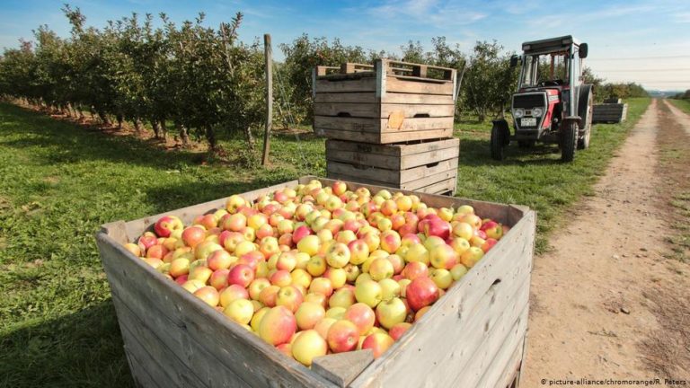 AB gıda üretimi için ekolojik dönüşüme hazırlanıyor
