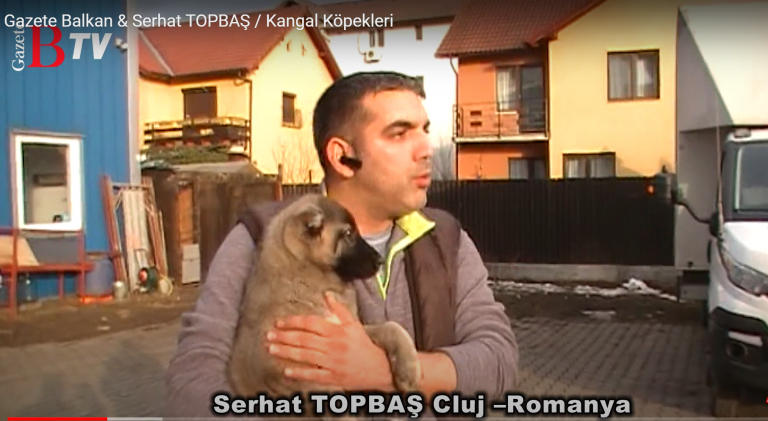 Gazete Balkan & Serhat TOPBAŞ / Kangal Köpekleri / 2018 Cluj- Romanya