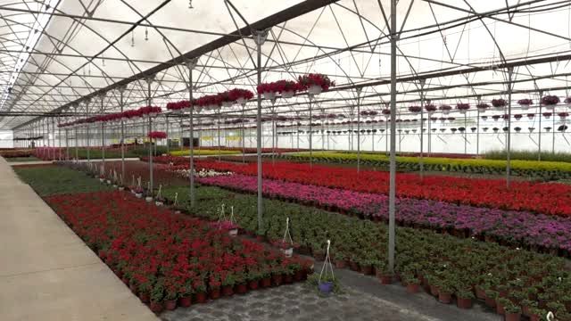 Salgın çiçek ihracatımızı vurdu