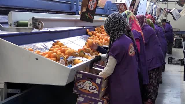 Narenciye ihracatımız arttı