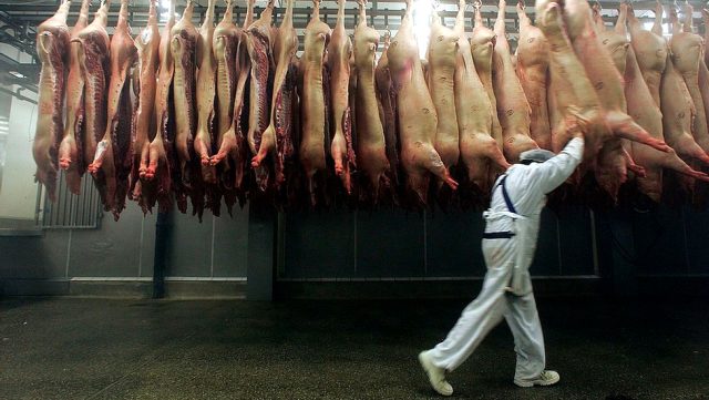 Mezbahalar tüm dünyada virüs saçarken