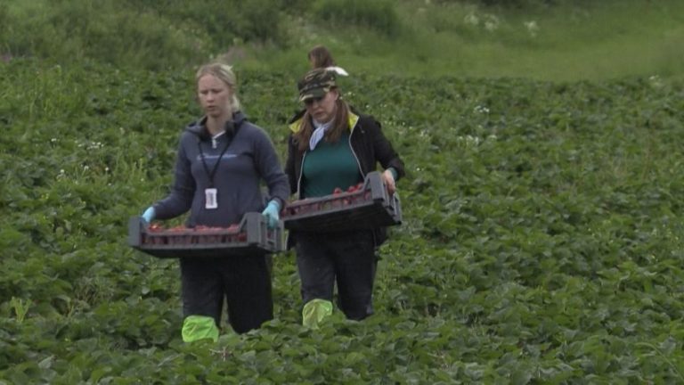 Yabancı işçi olmayınca iş başa düştü