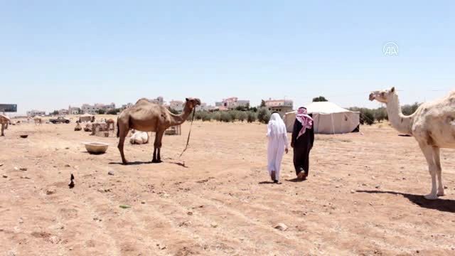 Koronavirüs kurbanlık satışlarını vurdu