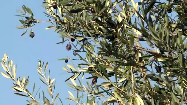 Romanya Türk zeytinine yöneldi