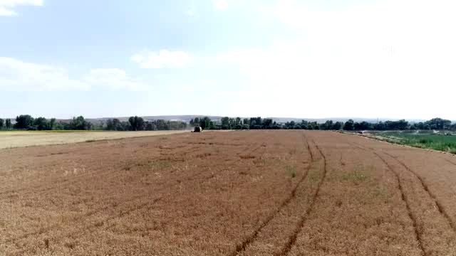 Çorumlu çiftçi artık Romanya’dan tohum almayacak