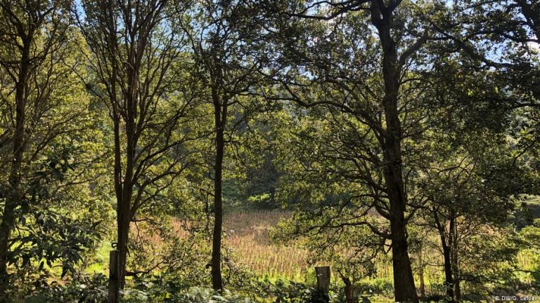 Her 6 saniyede bir futbol sahası kadar orman yok oldu