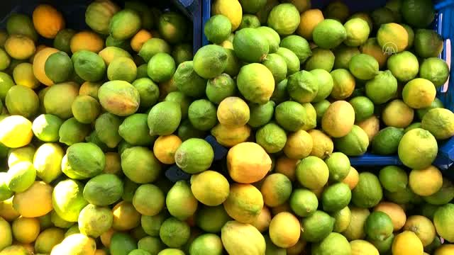 Romanya’ya narenciye ihracatı yüzde 22 arttı