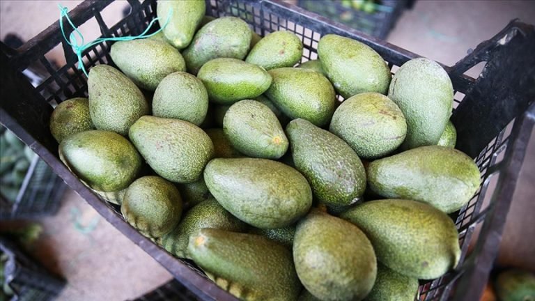 Alanya’da bu sezon avokado üretimi 80 milyon adede ulaştı