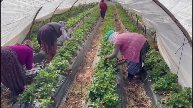 Anamur’da örtü altında çilek hasadı devam ediyor