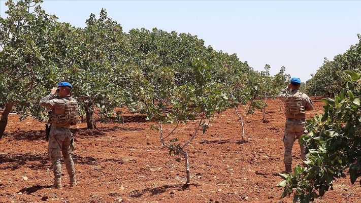 Antep fıstığı bahçelerini jandarma koruyor