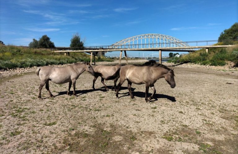 Avrupa’da son 500 yılın kuraklığı yaşanıyor