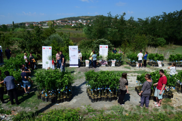 Babasız 50 çocuğun ailesine Narenciye fidanı