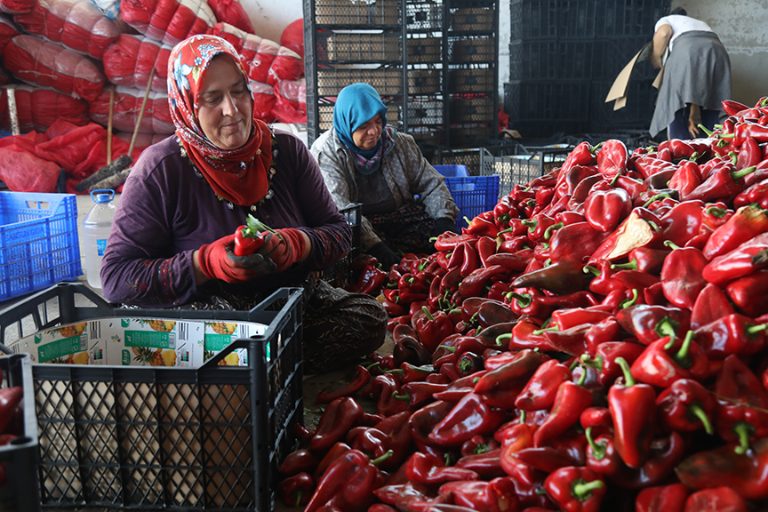 Bafra Ovası’nda kapya biber hasadına başlandı