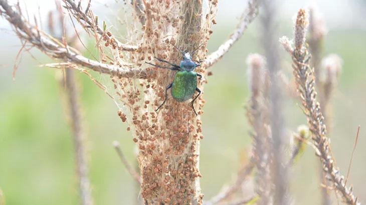 Belçika ormanlarını Türkiye’den getirilen ‘terminatör böcekler’ koruyacak