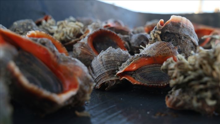 Deniz salyangozu ihracatı 6 ayda 4,5 milyon dolar kazandırdı