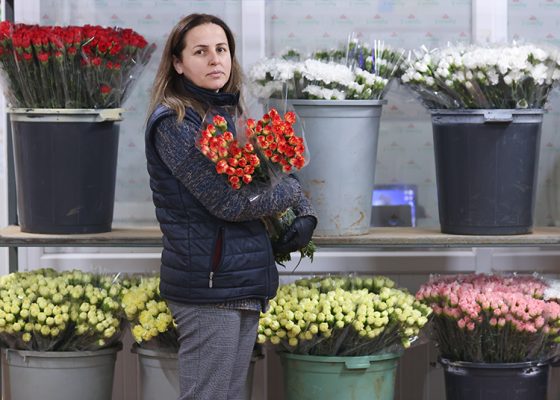 Dünyadaki sevgililere 70 milyon dal Türk çiçeği