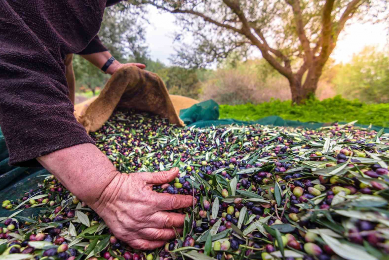 Romanya’ya 24,3 milyon dolarlık siyah zeytin ihraç edildi