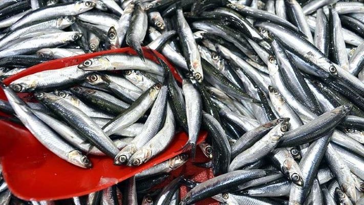Türkiye’nin 3 aylık hamsi ihracatı 3,1 milyon doları aştı