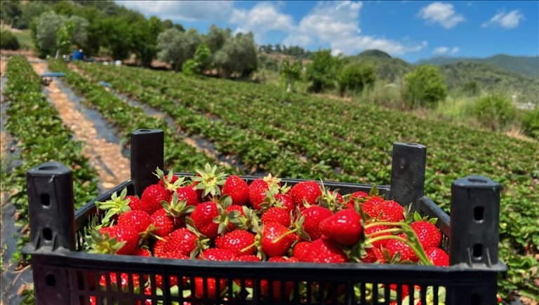 Hatay’da çilek hasadı devam ediyor
