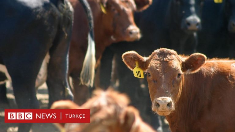 Hollanda’da deli dana hastalığı hortladı