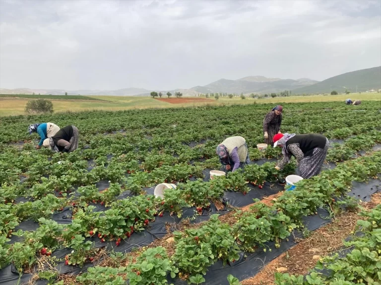 Hüyük’te çilek üretimi ekonomiye katkı sağlıyor