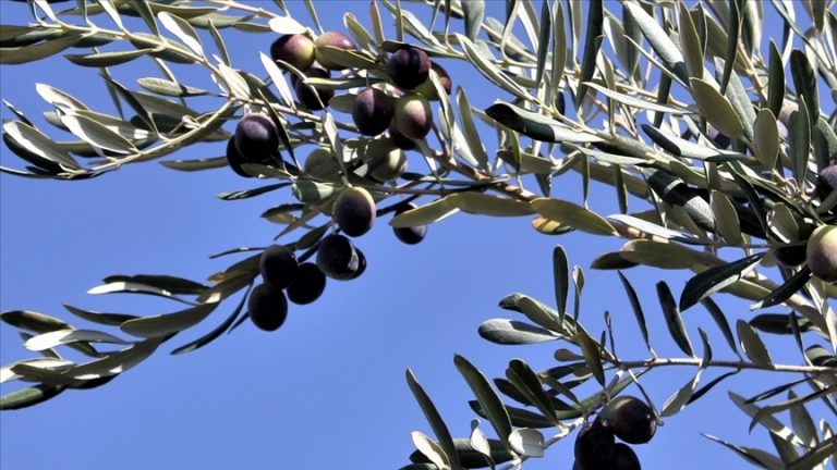 İklim değişikliği ve kuraklık zeytinde İspanya’yı vururken Türkiye’yi öne çıkardı