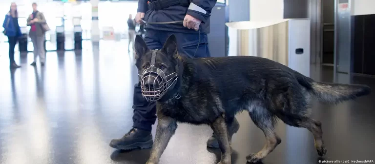 İstanbul’a giden 2 yolcunun bavulunda 700 bin euro bulundu