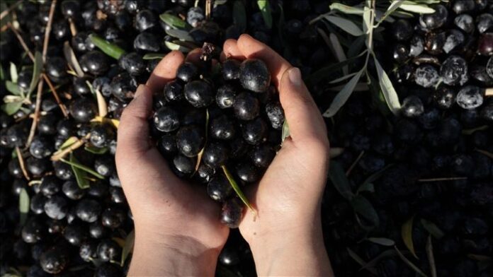 Kaliteli zeytin sayfa 4