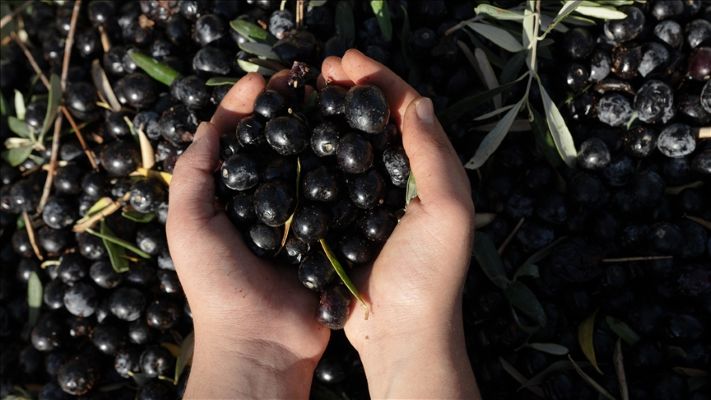 Kaliteli zeytin üretiminin yaygınlaştırılması hedefleniyor