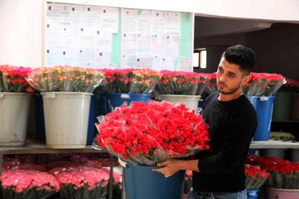 Kesme çiçek sektöründe “Sevgililer Günü” bereketi
