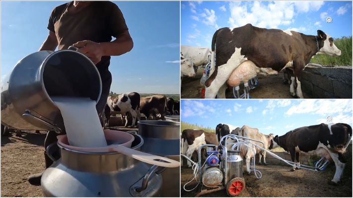 Kırklareli’den Avrupa’ya süt ihracatı