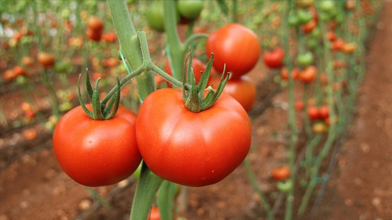 Türkiye’nin en çok domates ihracatı yaptığı ülke Romanya oldu