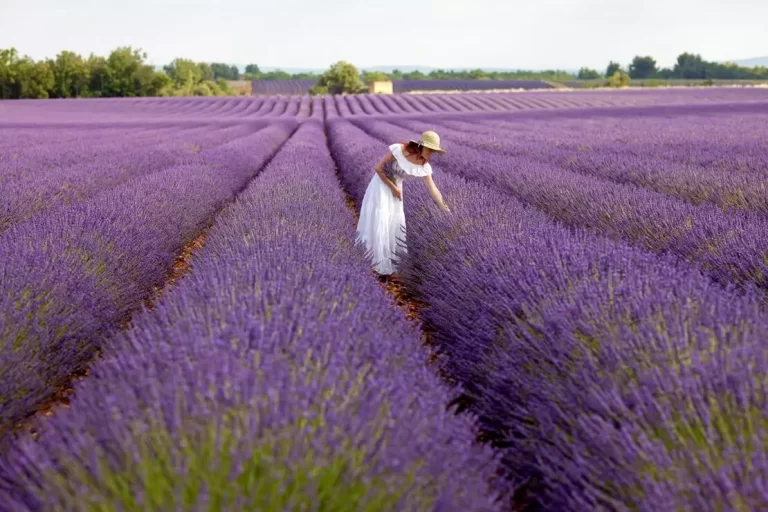 Romanya’dan Edirne’deki lavanta bahçesini ziyarete gittiler