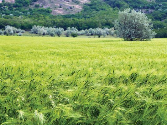 Rumen tarımında altın yıl beklentisi