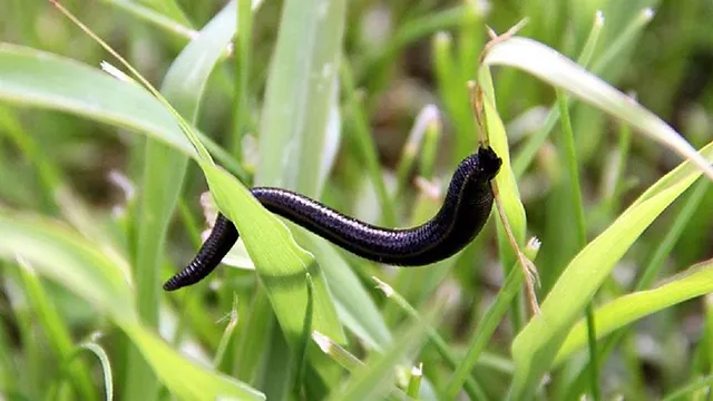 Sülük kaçakçılığına dava