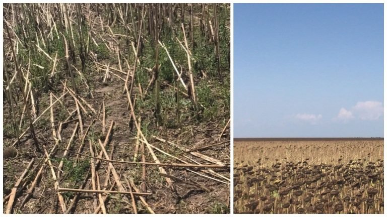 Tarladaki ayçiçeğini bir gecede hasat ederek çaldılar