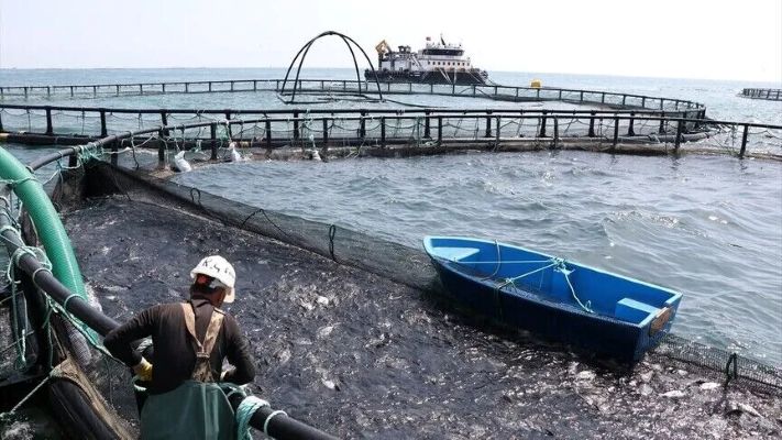 “Türk havyarı” dünya markası olma yolunda