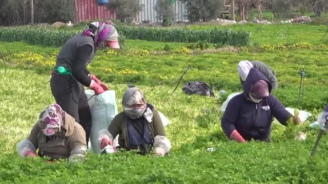 Türk maydanozunda 62 bin ton rekolte bekleniyor